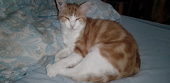 la-source-de-taize-chat-chicoree