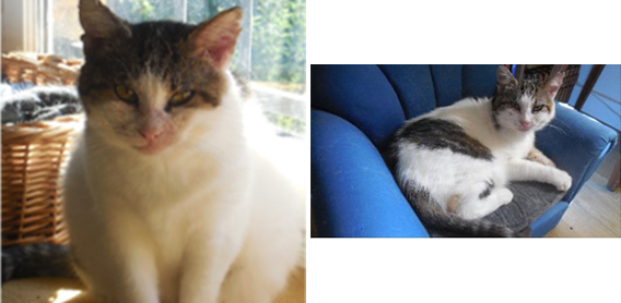 la-source-de-taize-chat-lila